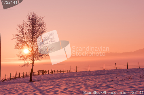 Image of winter landscape scenic  with lonely tree