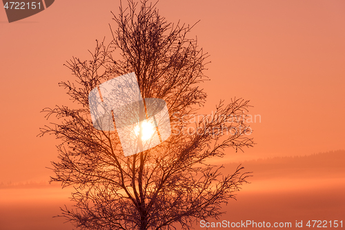 Image of winter landscape scenic  with lonely tree