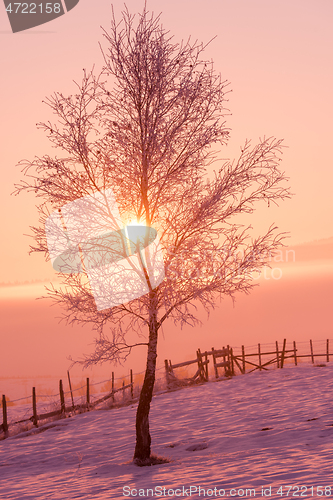 Image of winter landscape scenic  with lonely tree