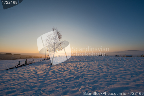 Image of winter landscape scenic  with lonely tree