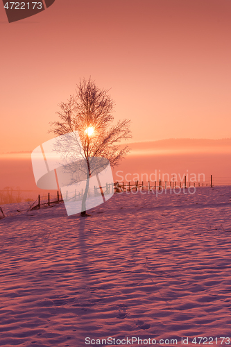 Image of winter landscape scenic  with lonely tree