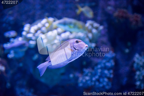 Image of fish swimming in aquarium