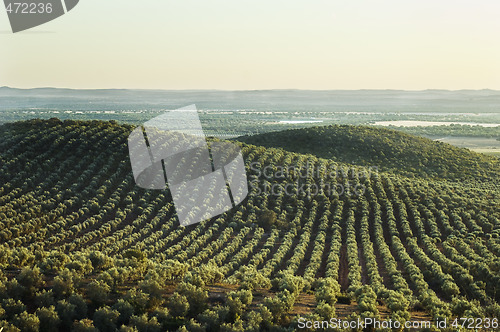 Image of Olive grove landscape in Alentejo