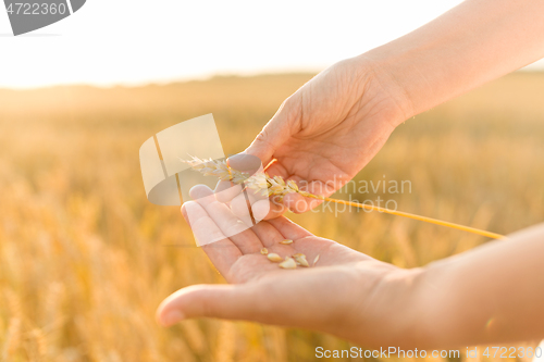 Image of hands peeling spickelet\'s shell on cereal field