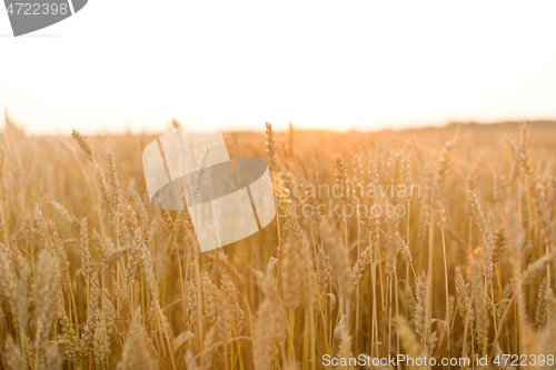 Image of cereal field with ripe wheat spikelets