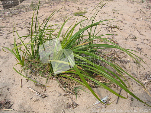 Image of Green grass sand