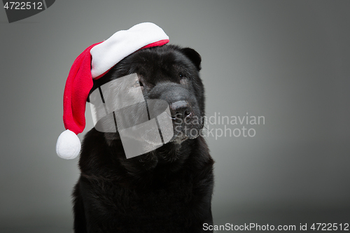 Image of black shar pei in xmas hat