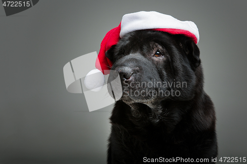 Image of black shar pei in xmas hat