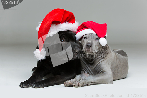 Image of thai ridgeback puppy and shar pei dog