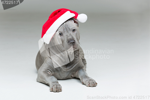 Image of thai ridgeback puppy in xmas hat