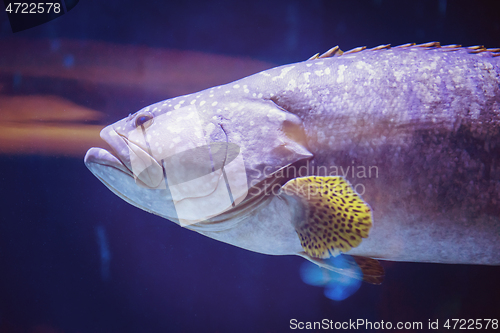 Image of fish swimming in aquarium