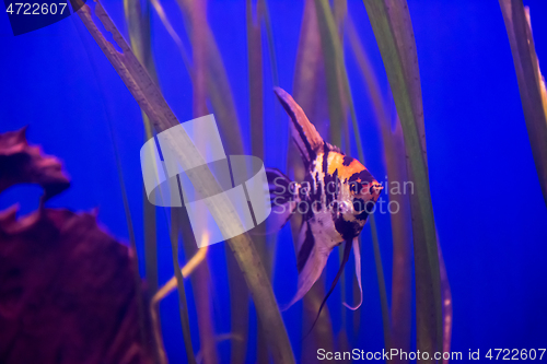 Image of fish swimming in aquarium