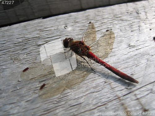 Image of Helicopter fly