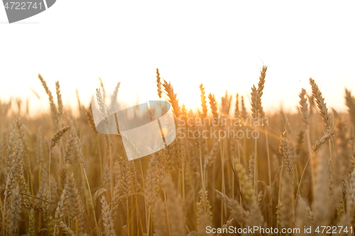 Image of cereal field with ripe wheat spikelets