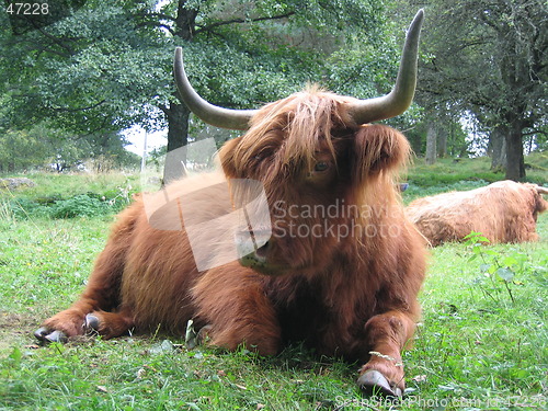 Image of Highland cow