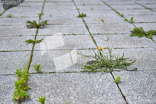 Image of Weed growing in a deserted urban area