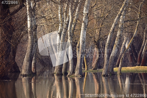 Image of Trees on flooded shore reflecting in the water