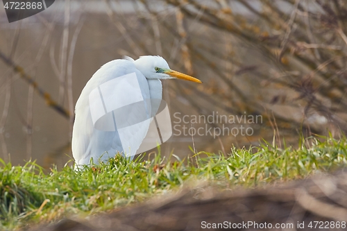 Image of Bird on a lakeside