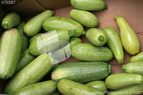 Image of Green zucchini for sale.