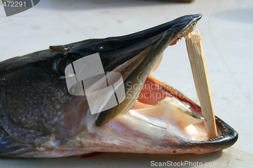 Image of Pike for sale