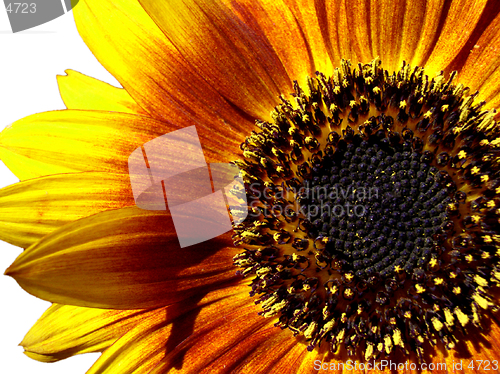 Image of sunflower