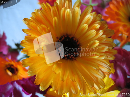 Image of Ring flowers