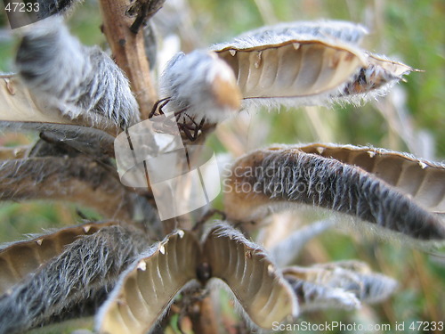 Image of Spider on Flower