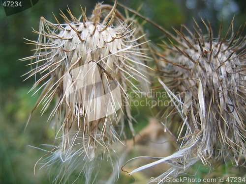 Image of Flower in autumn