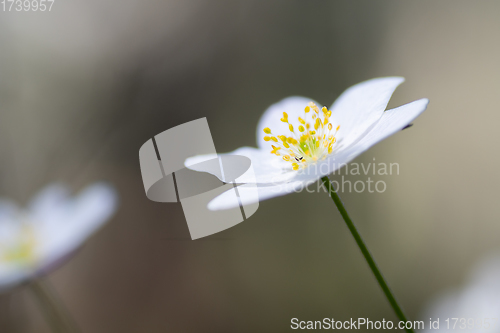 Image of Wood anemone