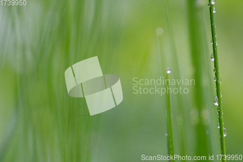 Image of Wet grass