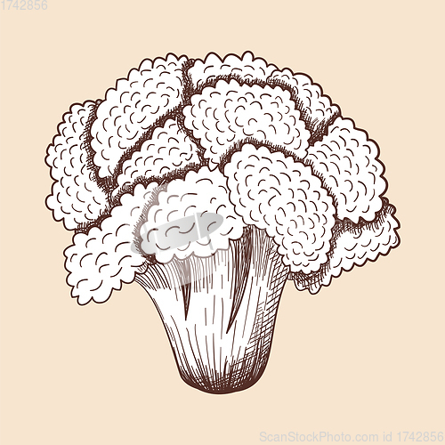 Image of Cauliflower Icon