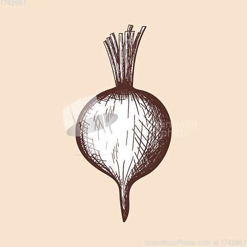 Image of Radishes Icon