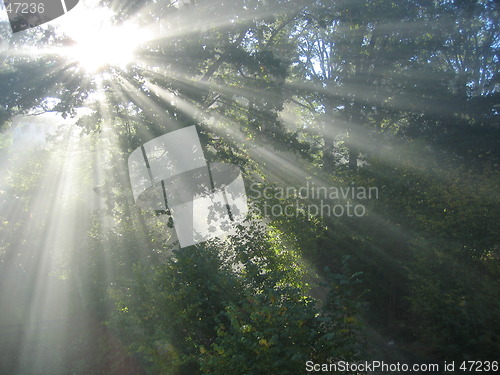 Image of Morning light