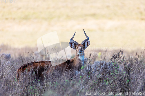 Image of endemic Mountain Nyala in ale mountains Ethiopia