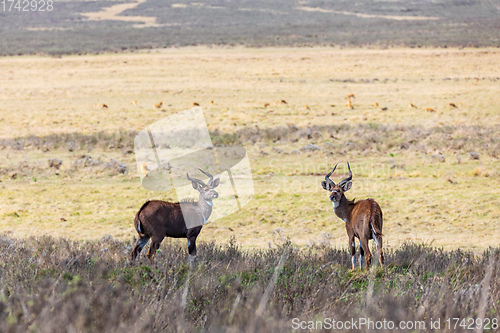 Image of endemic Mountain Nyala in ale mountains Ethiopia