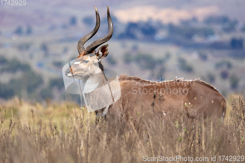 Image of endemic Mountain Nyala in ale mountains Ethiopia