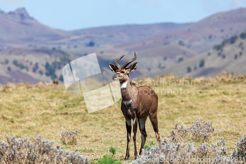 Image of endemic Mountain Nyala in ale mountains Ethiopia