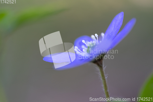 Image of Blue anemone