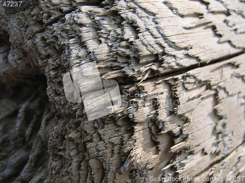 Image of Near the tree
