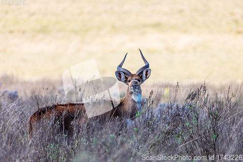 Image of endemic Mountain Nyala in ale mountains Ethiopia