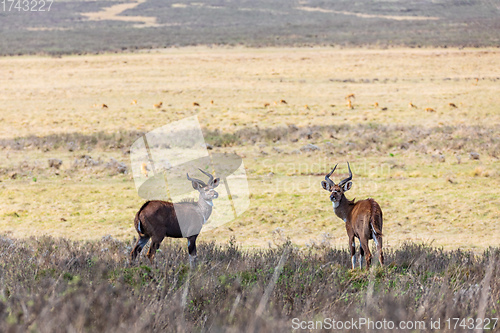 Image of endemic Mountain Nyala in ale mountains Ethiopia