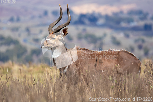 Image of endemic Mountain Nyala in ale mountains Ethiopia