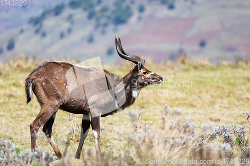 Image of endemic Mountain Nyala in ale mountains Ethiopia