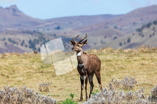 Image of endemic Mountain Nyala in ale mountains Ethiopia