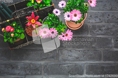 Image of Tool box withpotted spring flowers, gardening tools and flowerpot on black stone background