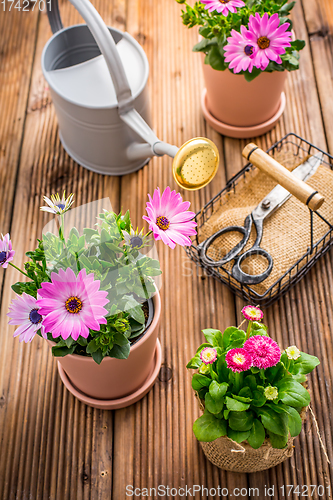 Image of Spring flowers and plants in flowerpots with gardening tools and watering can on wooden background