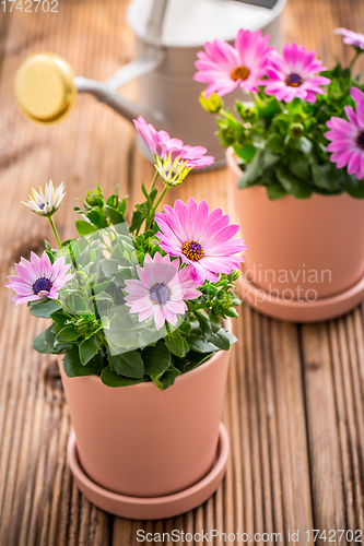 Image of Spring flowers and plants in flowerpots with gardening tools and watering can on wooden background