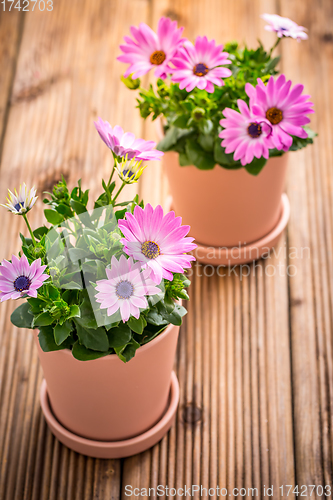 Image of Spring flowers and plants in flowerpots with gardening tools and watering can on wooden background