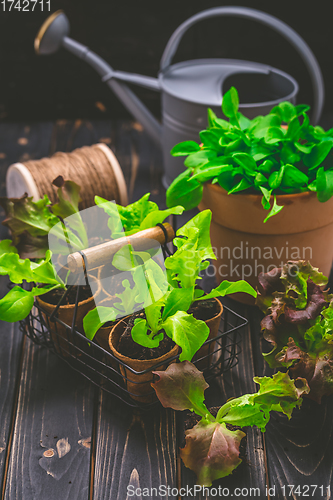 Image of Salad seedlings in small containes prepared for replanting into garden bed