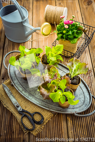 Image of Salad seedlings and jung plants in small containes prepared for replanting into garden bed